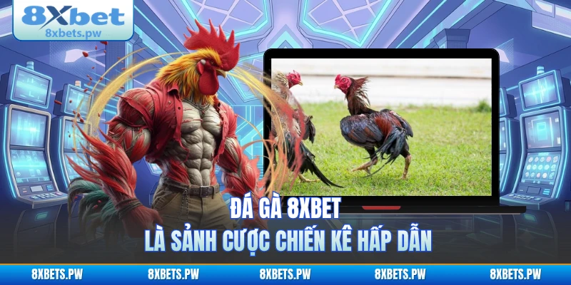 Đá gà 8XBET là sảnh cược chiến kê hấp dẫn
