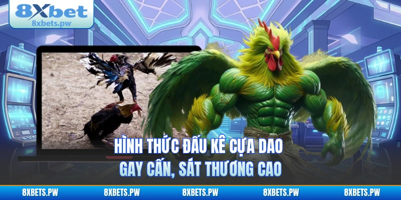 Hình thức đấu kê cựa dao gay cấn, sát thương cao