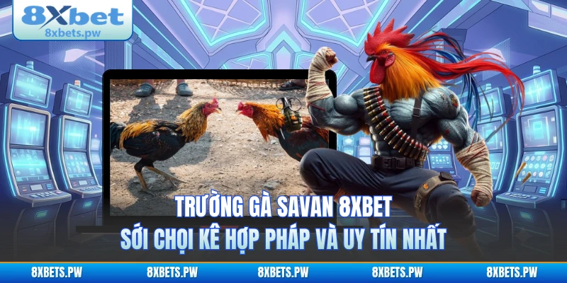 Trường Gà Savan 8XBET - Sới Chọi Kê Hợp Pháp Và Uy Tín Nhất