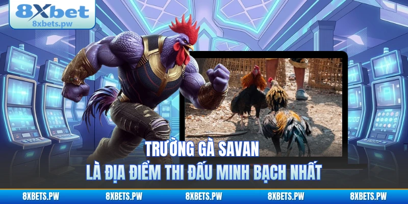 Trường gà Savan là địa điểm thi đấu minh bạch nhất